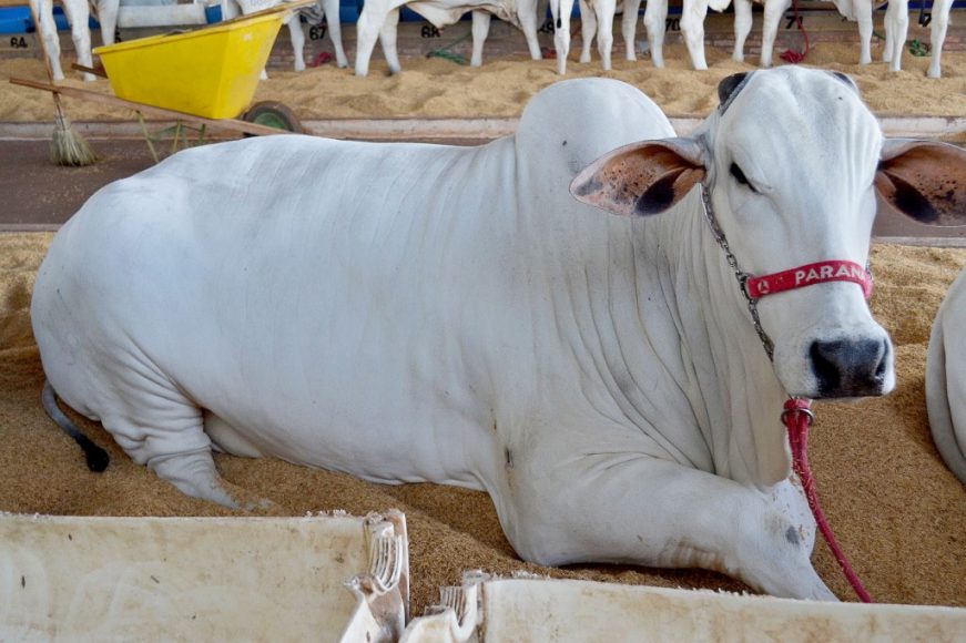 Kiara VRI 308, reservada campeã vaca jovem na Expo Mineira em Uberaba – MG